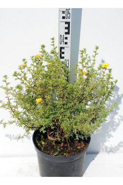 Лапчатка жовта Голдфінгер - 3л/вис.40-50см/Ø15-20см/